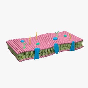 3D Cell membrane lipid bilayer