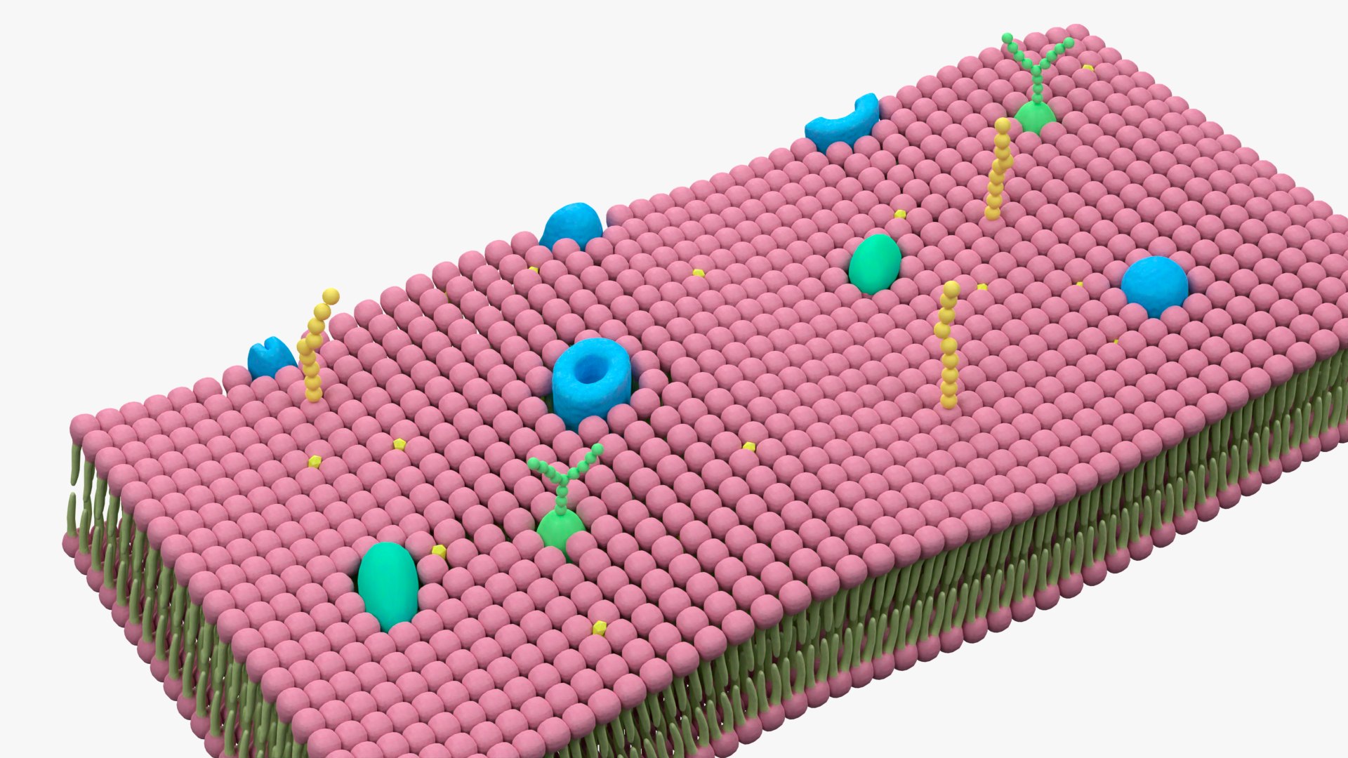 3D Cell Membrane Lipid Bilayer - TurboSquid 1880540