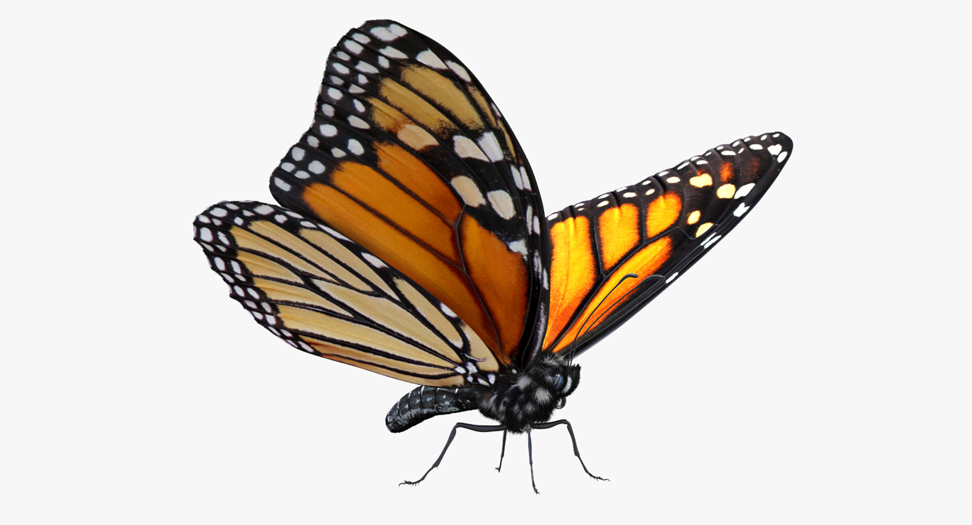 3D Monarch Butterfly Fur TurboSquid 1259021