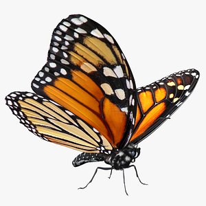 3D monarch butterfly fur