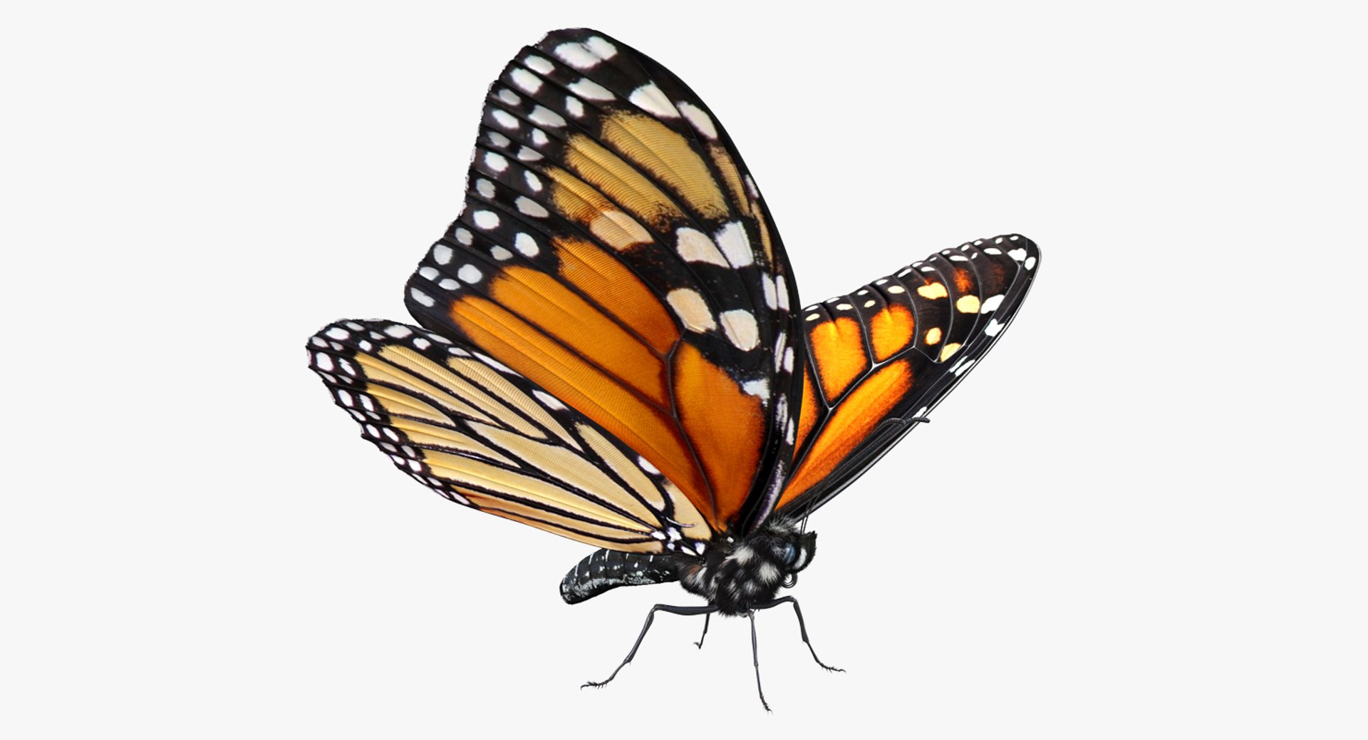 3D Monarch Butterfly Fur - TurboSquid 1259021