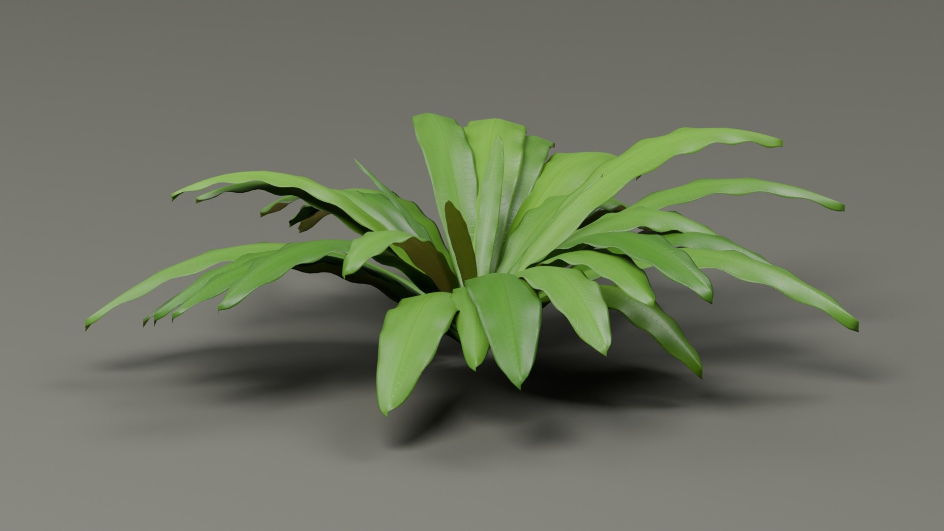 Tropical Plants Collection - 10 Realistic Models model https://p.turbosquid.com/ts-thumb/V9/FRa5eO/2c/product_04/jpg/1793013685/1920x1080/fit_q87/f7f17ae75c3d24e69808d1ca9ab1c288e5b1b2e8/product_04.jpg