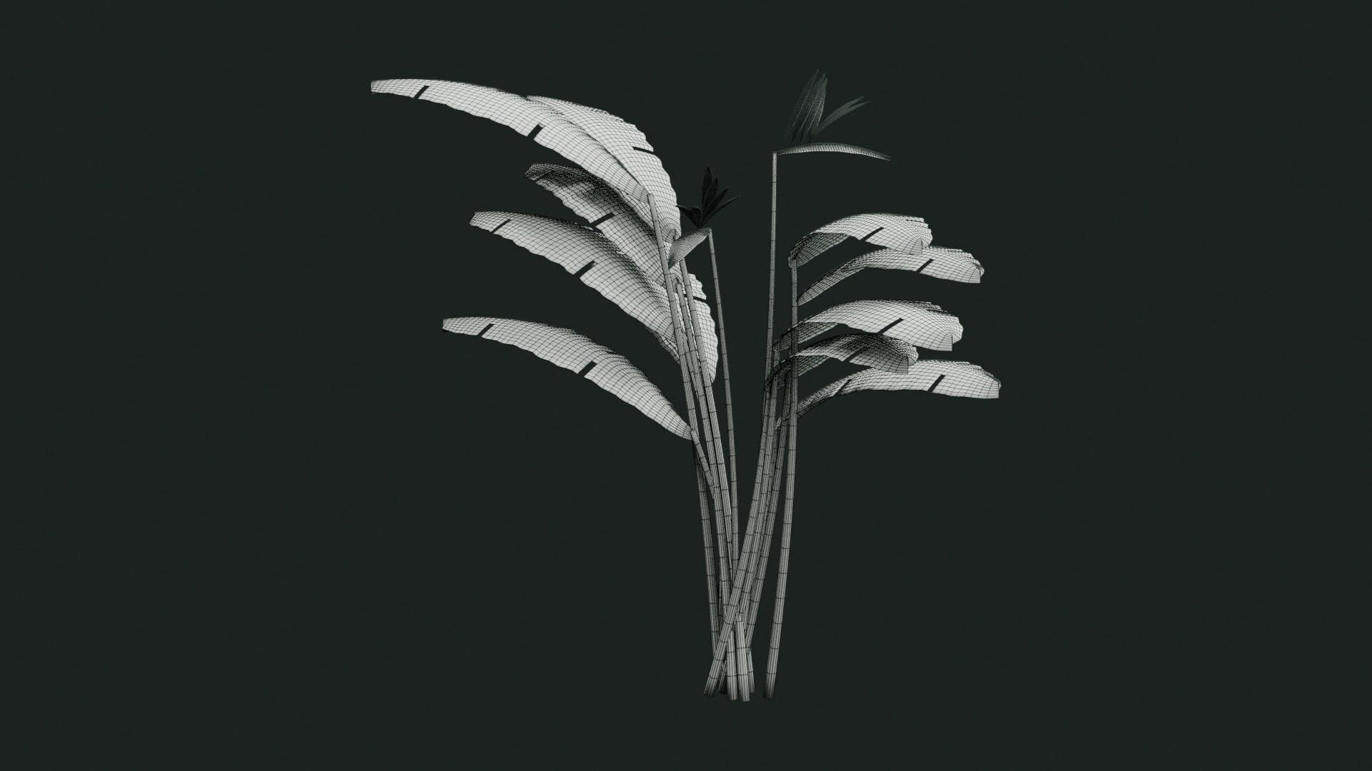 Tropical Plants Collection - 10 Realistic Models model https://p.turbosquid.com/ts-thumb/V9/FRa5eO/M7/wireframe/jpg/1793012961/1920x1080/fit_q87/d7997aa4a22f44691d3c90f3e48d8e8fdb6fa28a/wireframe.jpg