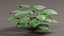 Tropical Plants Collection - 10 Realistic Models