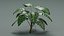 Tropical Plants Collection - 10 Realistic Models