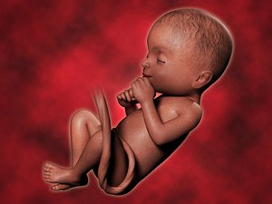 fetus baby 3d model