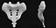 human sacrum coccyx 3D