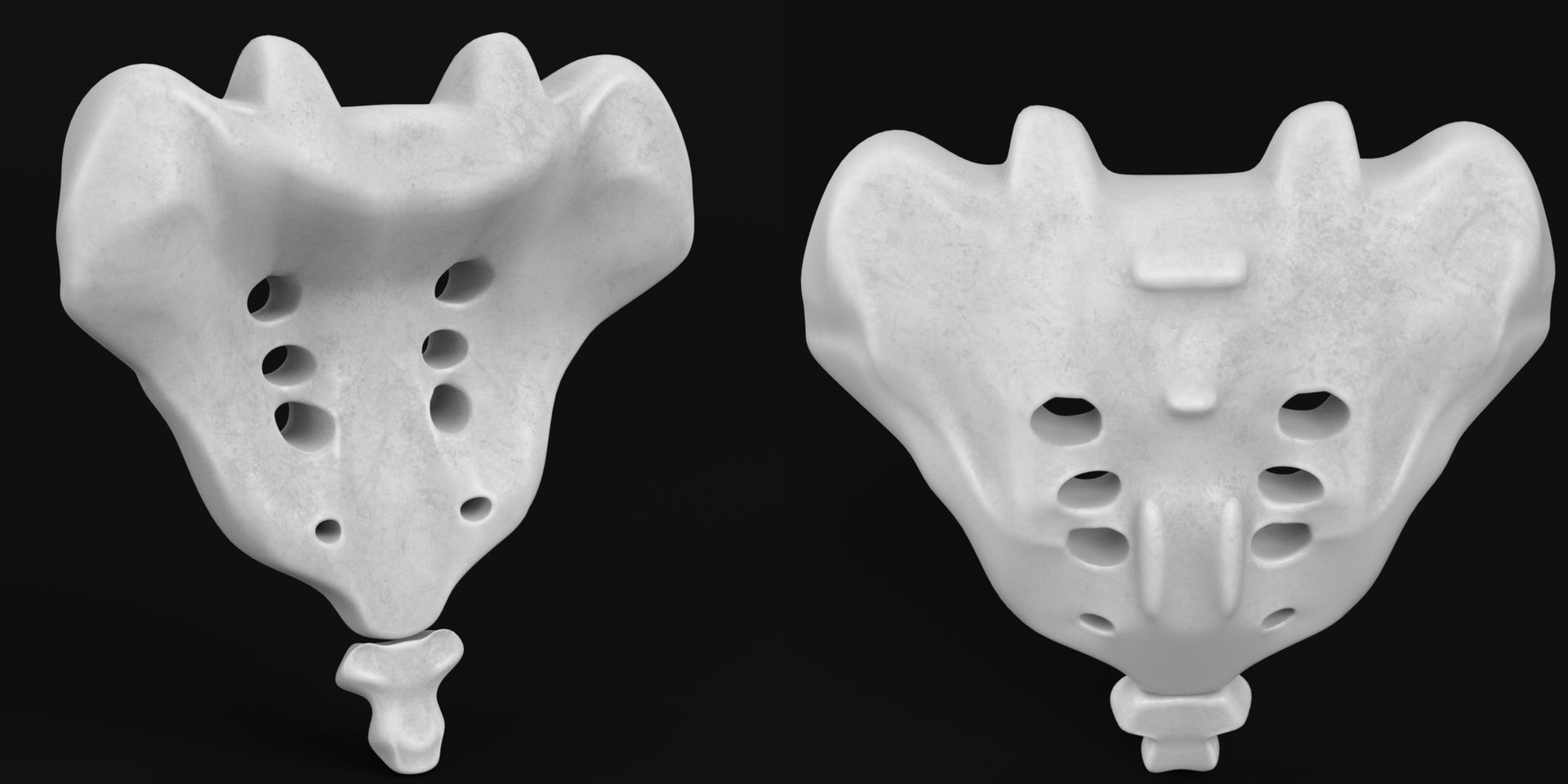 Human sacrum coccyx 3D - TurboSquid 1170437
