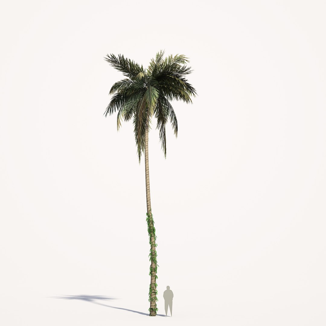 3d 3 Coconut Model