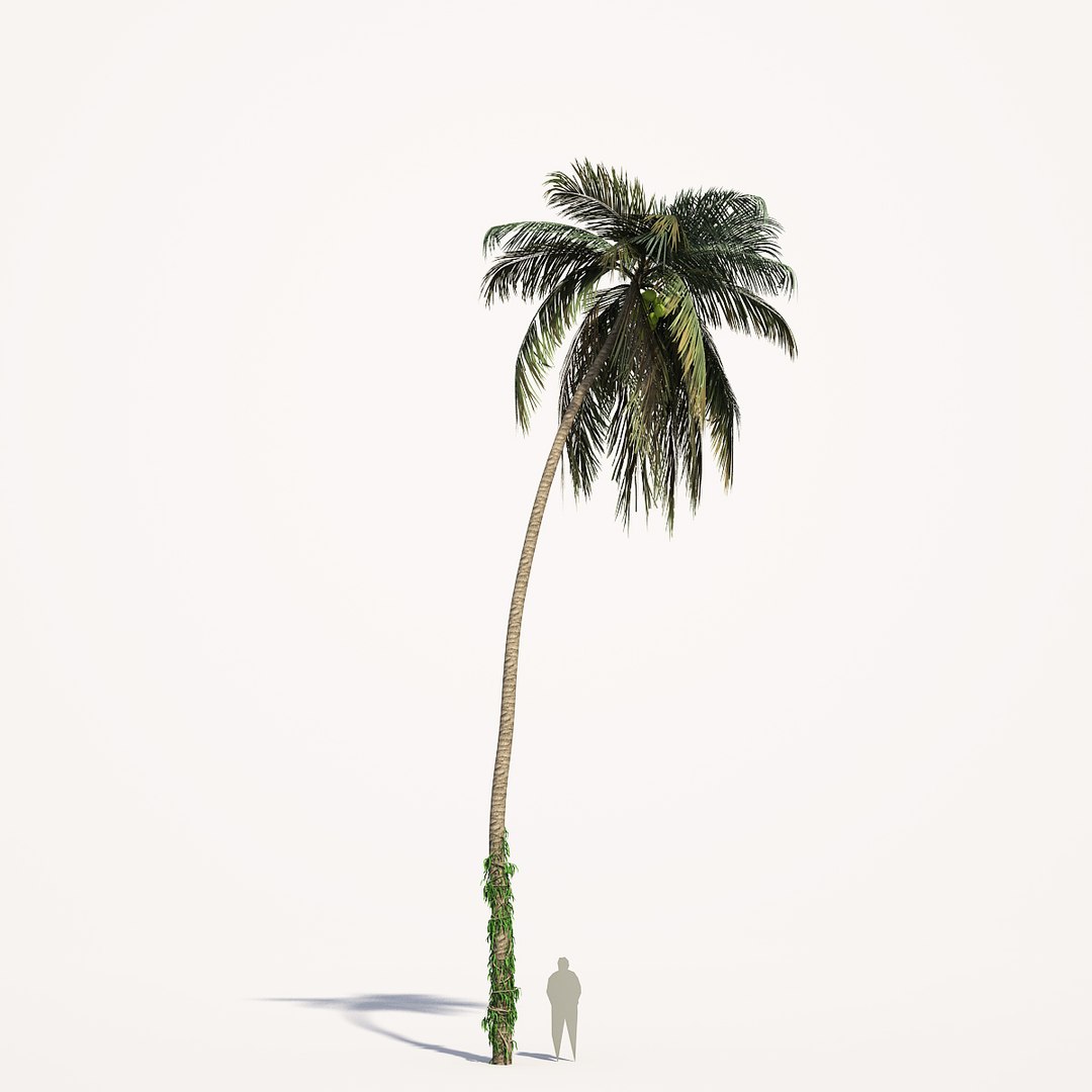 3d 3 Coconut Model