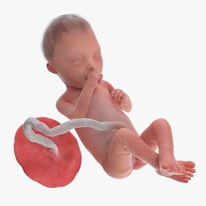 3D model Fetus Week 25 Animated