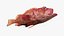 Rougheye Rockfish