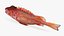 Rougheye Rockfish