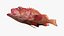 Rougheye Rockfish