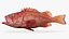 Rougheye Rockfish