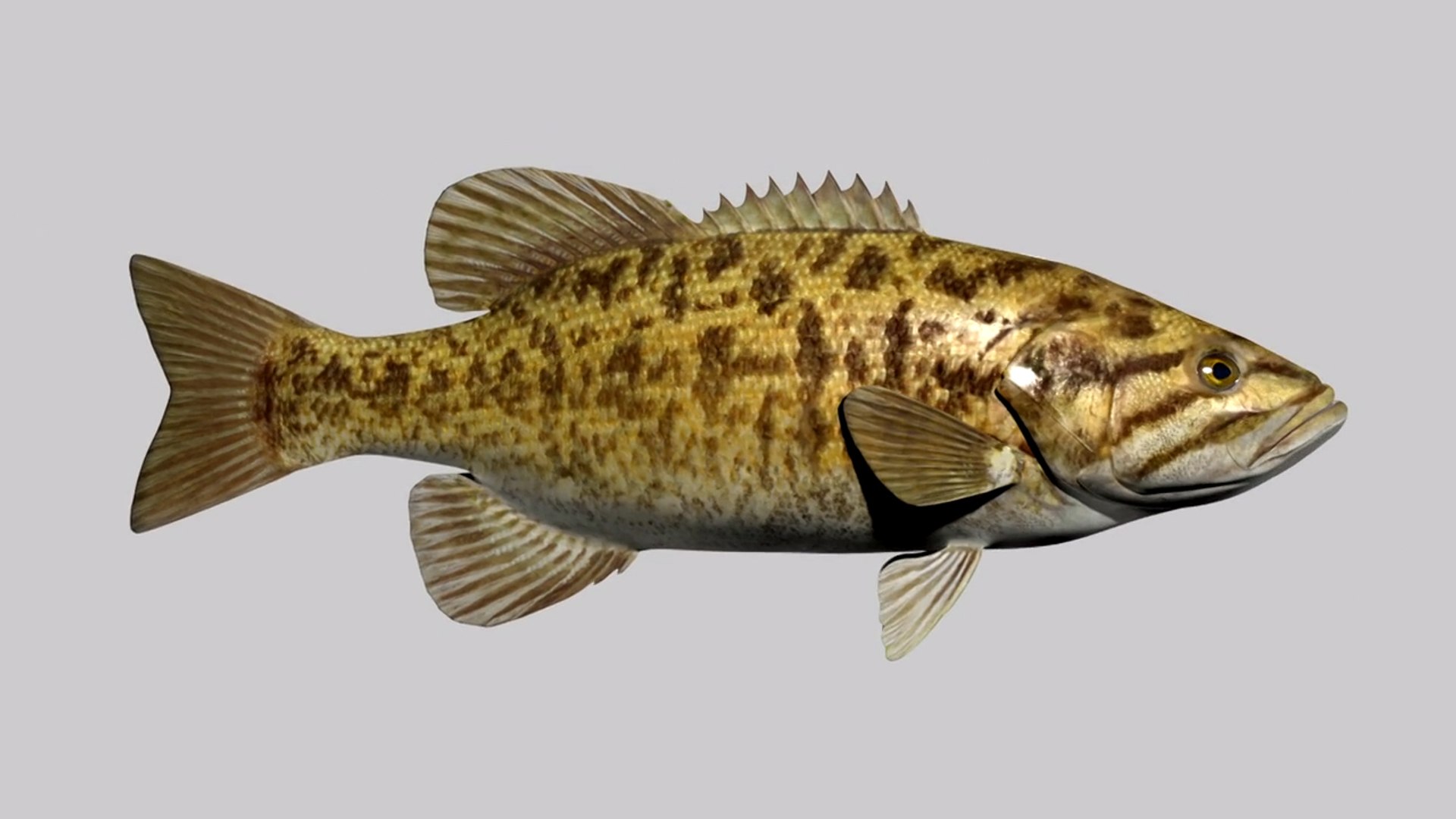 3d Smallmouth Bass Rigged Model