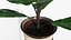 Изысканный цветочный стол FICUSBLOOM