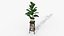 Изысканный цветочный стол FICUSBLOOM