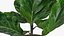 Изысканный цветочный стол FICUSBLOOM