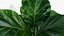 Изысканный цветочный стол FICUSBLOOM