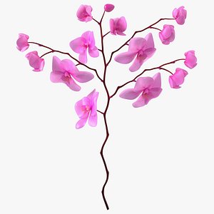 Pink Phalaenopsis Orchid 3D