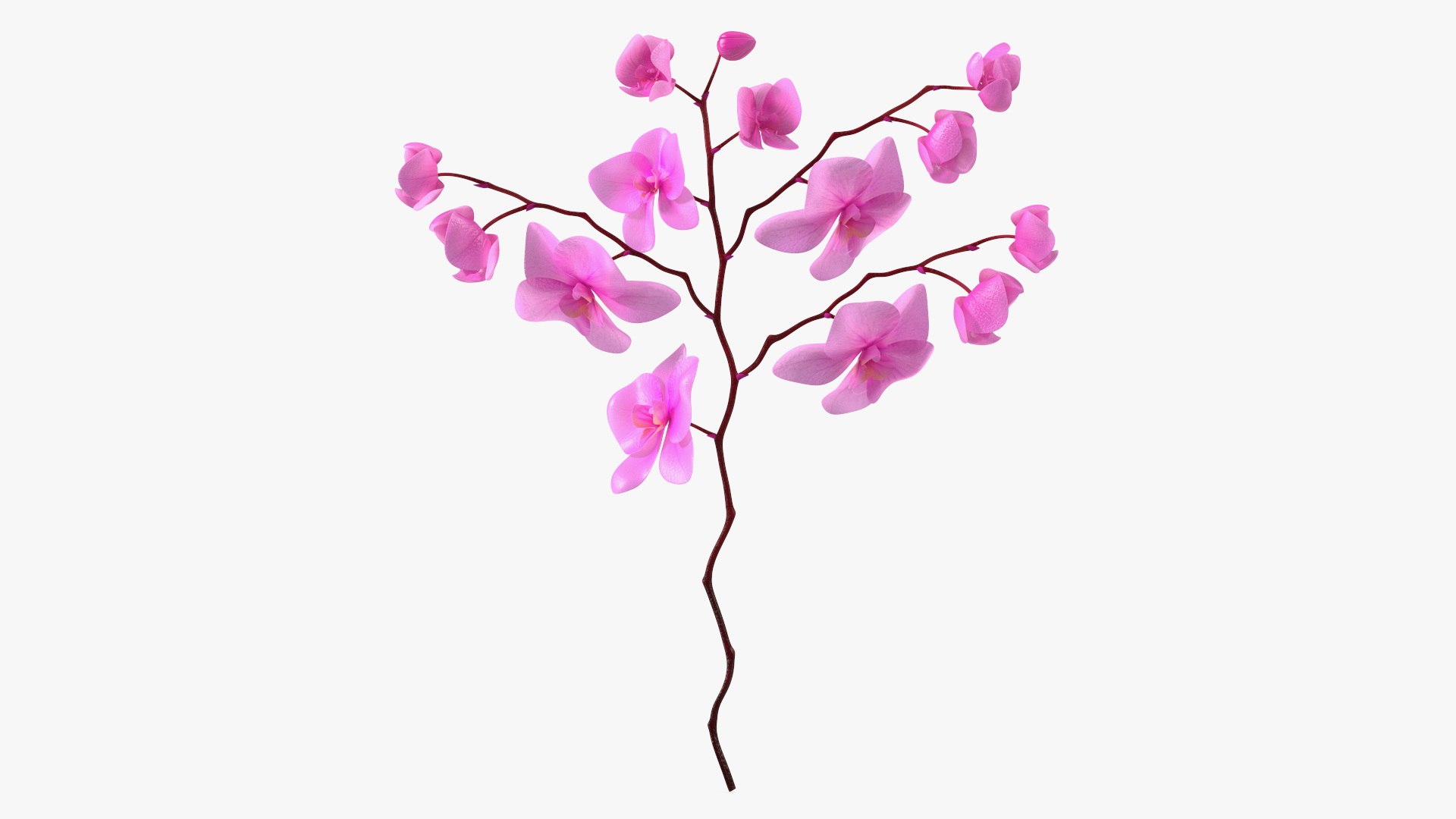 Pink Phalaenopsis Orchid 3D model preview