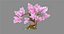 Ein Pfirsichblütenbaum - klein - Kirschblütenbäume - Sakura