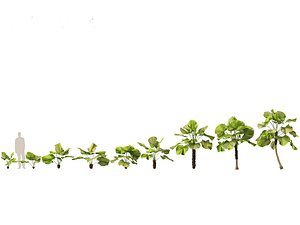 3D Licuala peltata - Swamp Fan Palm