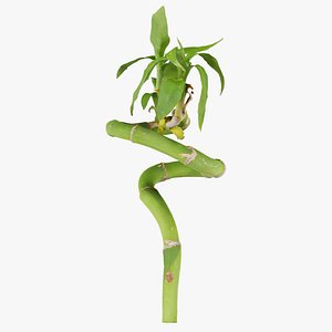 Ribbon Dracaena Remastered