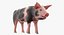 Pig Piglet Pietrain Rigged 3D Model