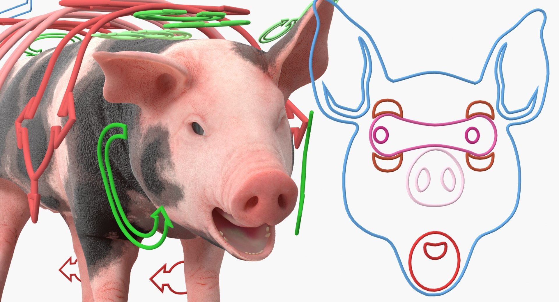 pig piglet pietrain rigged 3D model https://p.turbosquid.com/ts-thumb/V9/pFmHV1/6rJ6SRsz/pigpigletpietrainrigged3dmodel003/jpg/1545246446/1920x1080/fit_q87/92ca448806e7fba38a1f9daf7ae0d4b835f690f3/pigpigletpietrainrigged3dmodel003.jpg