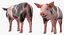Pig Piglet Pietrain Rigged 3D Model
