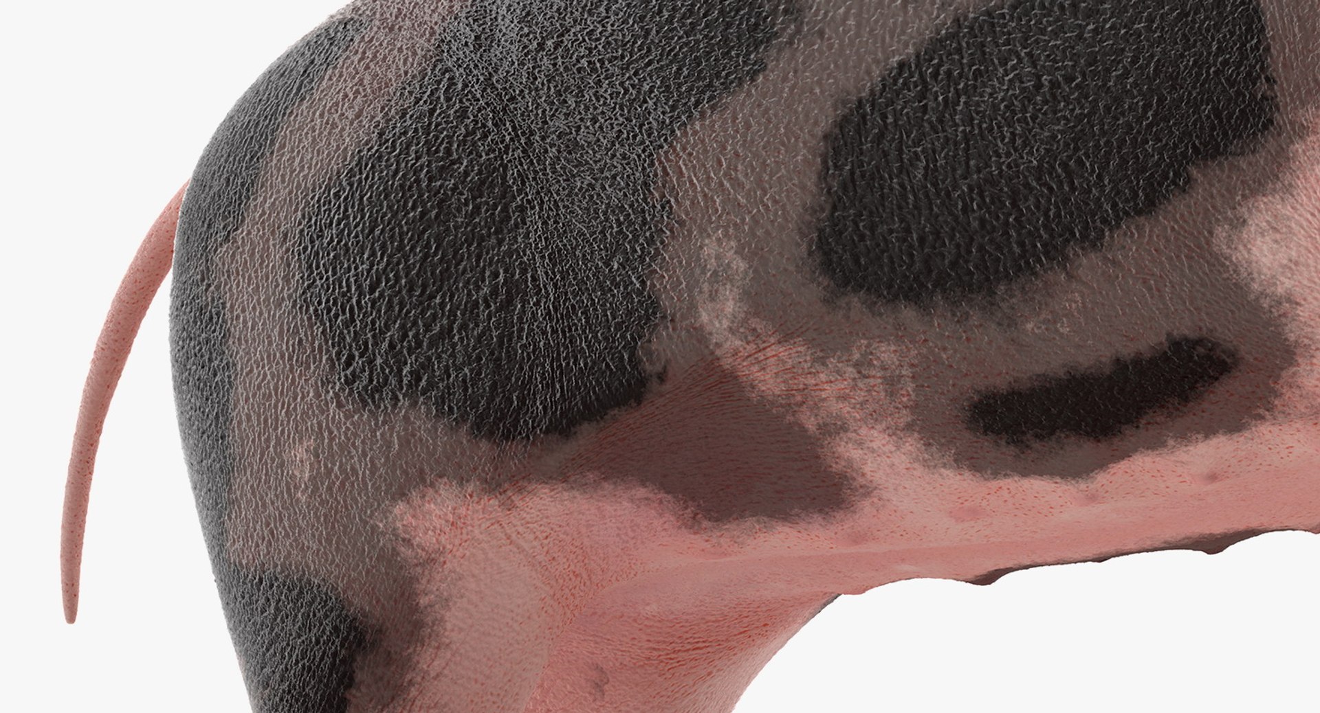 pig piglet pietrain rigged 3D model https://p.turbosquid.com/ts-thumb/V9/pFmHV1/JdHCVz2o/pigpigletpietrainrigged3dmodel012/jpg/1545246475/1920x1080/fit_q87/9b745a5a6245327b32c4a2f2f89ed484d3675921/pigpigletpietrainrigged3dmodel012.jpg