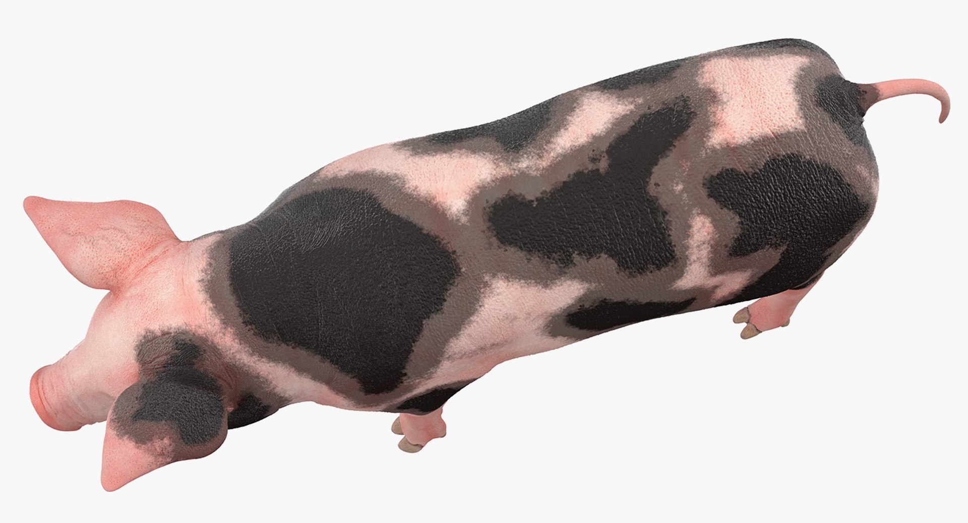 pig piglet pietrain rigged 3D model https://p.turbosquid.com/ts-thumb/V9/pFmHV1/LssTVKZG/pigpigletpietrainrigged3dmodel008/jpg/1545246462/1920x1080/fit_q87/990203db6e3830867ba62449379780c7512b63f9/pigpigletpietrainrigged3dmodel008.jpg