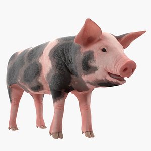 Pig Piglet Pietrain Rigged 3D Model