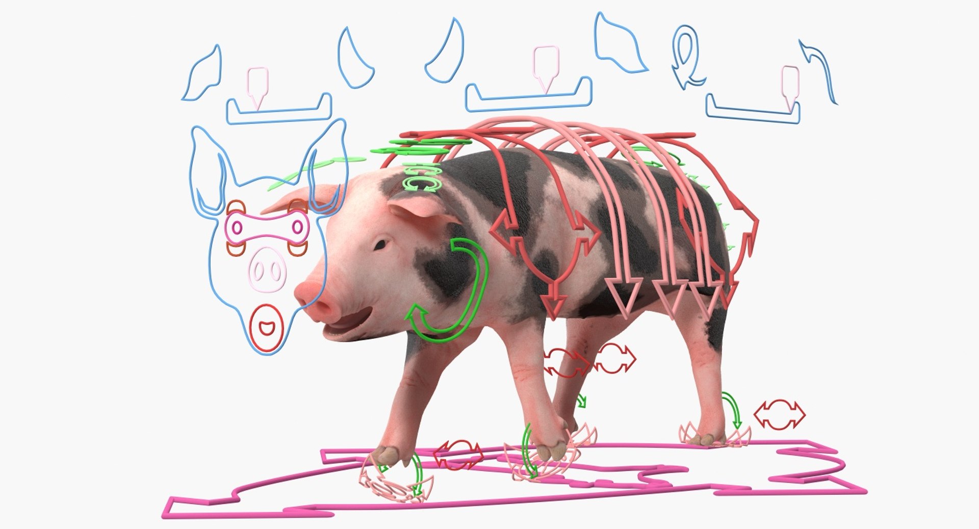 pig piglet pietrain rigged 3D model https://p.turbosquid.com/ts-thumb/V9/pFmHV1/QCZ6kT5n/pigpigletpietrainrigged3dmodel002/jpg/1545246443/1920x1080/fit_q87/4817d30b5618e5d1a87658ddb441df5912dcf43c/pigpigletpietrainrigged3dmodel002.jpg