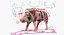 Pig Piglet Pietrain Rigged 3D Model