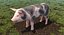 Pig Piglet Pietrain Rigged 3D Model