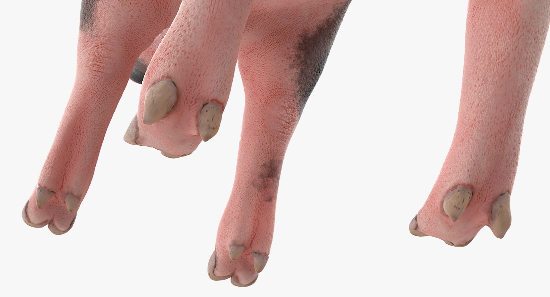 pig piglet pietrain rigged 3D model https://p.turbosquid.com/ts-thumb/V9/pFmHV1/saRX8uN8/pigpigletpietrainrigged3dmodel011/jpg/1545246472/1920x1080/fit_q87/d7377347bde0f6cca40eadf57a4e4d290e670359/pigpigletpietrainrigged3dmodel011.jpg
