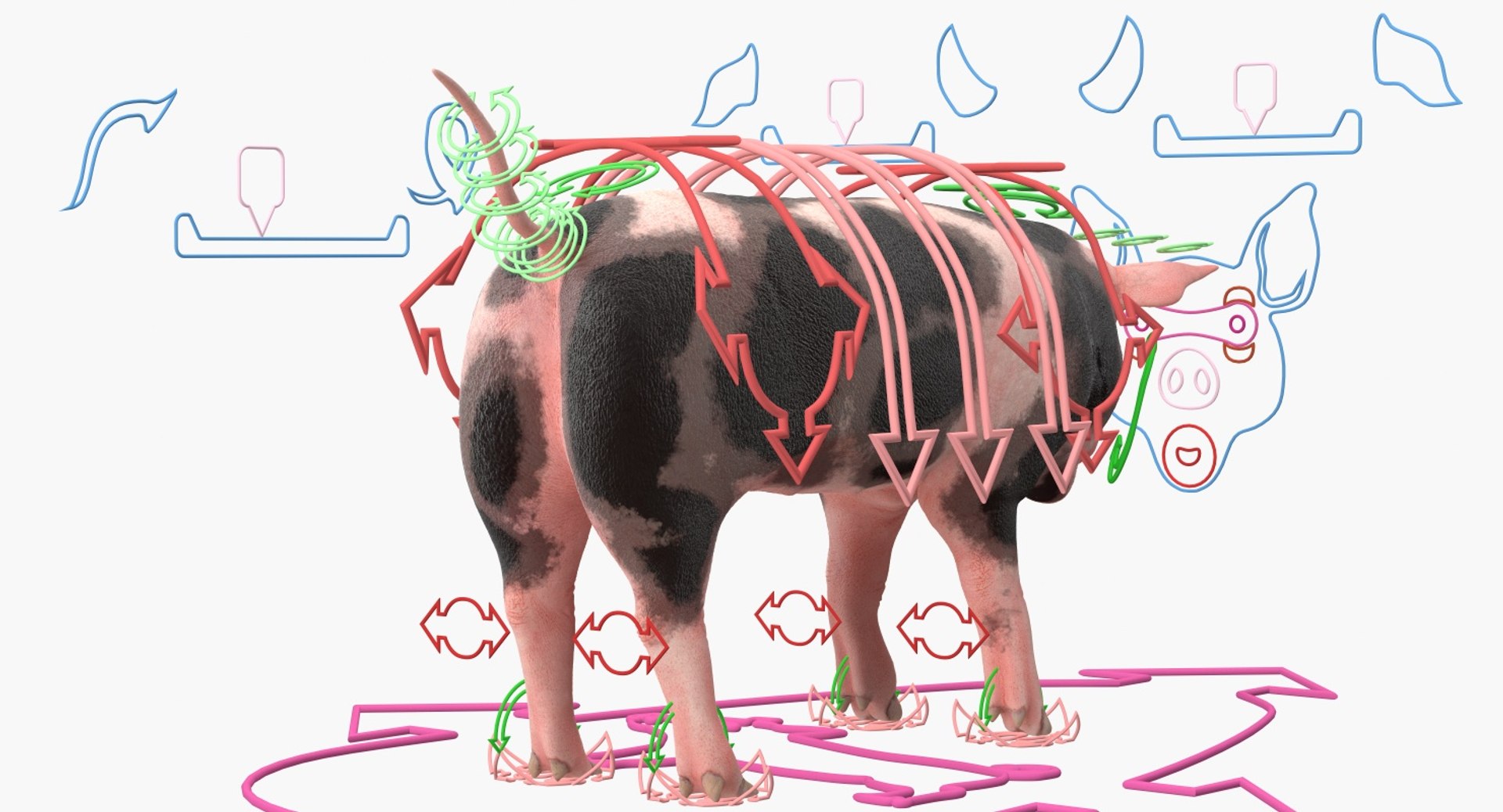 pig piglet pietrain rigged 3D model https://p.turbosquid.com/ts-thumb/V9/pFmHV1/vypUZegr/pigpigletpietrainrigged3dmodel004/jpg/1545246450/1920x1080/fit_q87/da0ebe4ea412753a8a4f31e906778d562b2b40de/pigpigletpietrainrigged3dmodel004.jpg