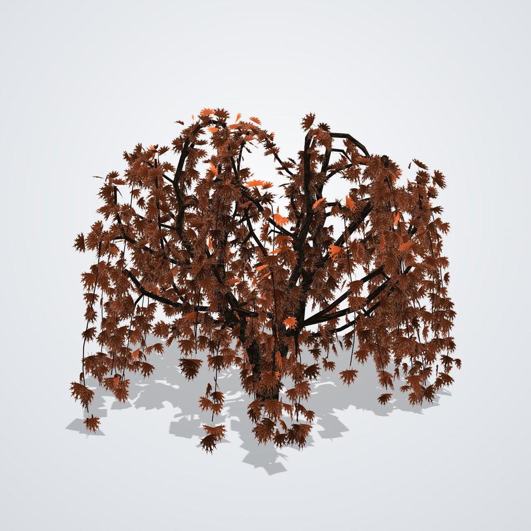 3D model Japanese Laceleaf Maple https://p.turbosquid.com/ts-thumb/V9/uJHYmp/7R/acerpalmatumdissectum_04_side_left/png/1790115457/1920x1080/fit_q87/35cc614e20a7769fedddf1284068e3b999cf3aa6/acerpalmatumdissectum_04_side_left.jpg
