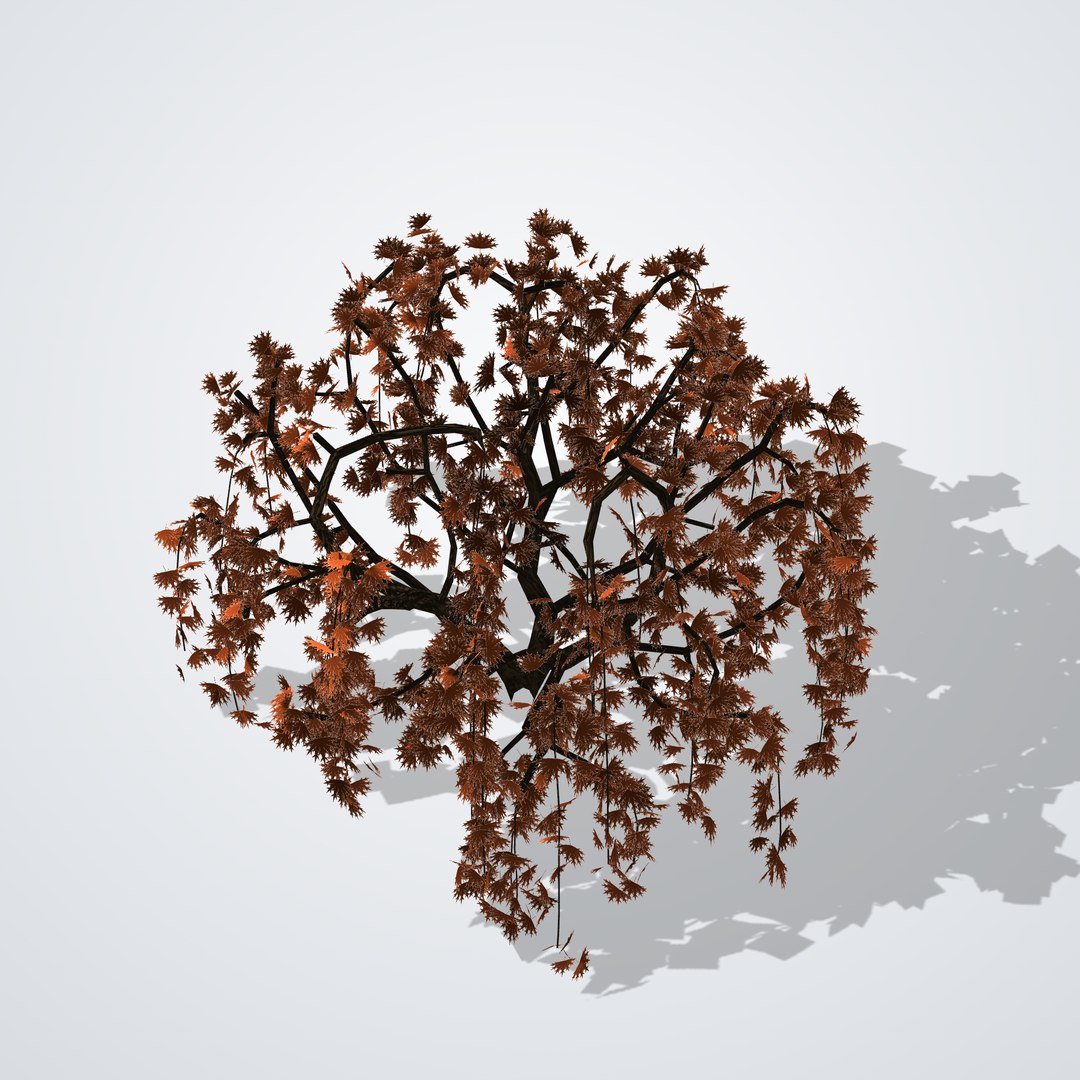 3D model Japanese Laceleaf Maple https://p.turbosquid.com/ts-thumb/V9/uJHYmp/cG/acerpalmatumdissectum_05_top/png/1790115458/1920x1080/fit_q87/a3759229593fa1172c103bc9df496398b46ccd57/acerpalmatumdissectum_05_top.jpg