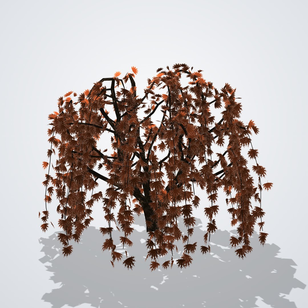3D model Japanese Laceleaf Maple https://p.turbosquid.com/ts-thumb/V9/uJHYmp/is/acerpalmatumdissectum_02_side_right/png/1790115456/1920x1080/fit_q87/157acc37f8dd3387acaabd1d6c30cb458b358c66/acerpalmatumdissectum_02_side_right.jpg