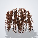 Japanese Laceleaf Maple
