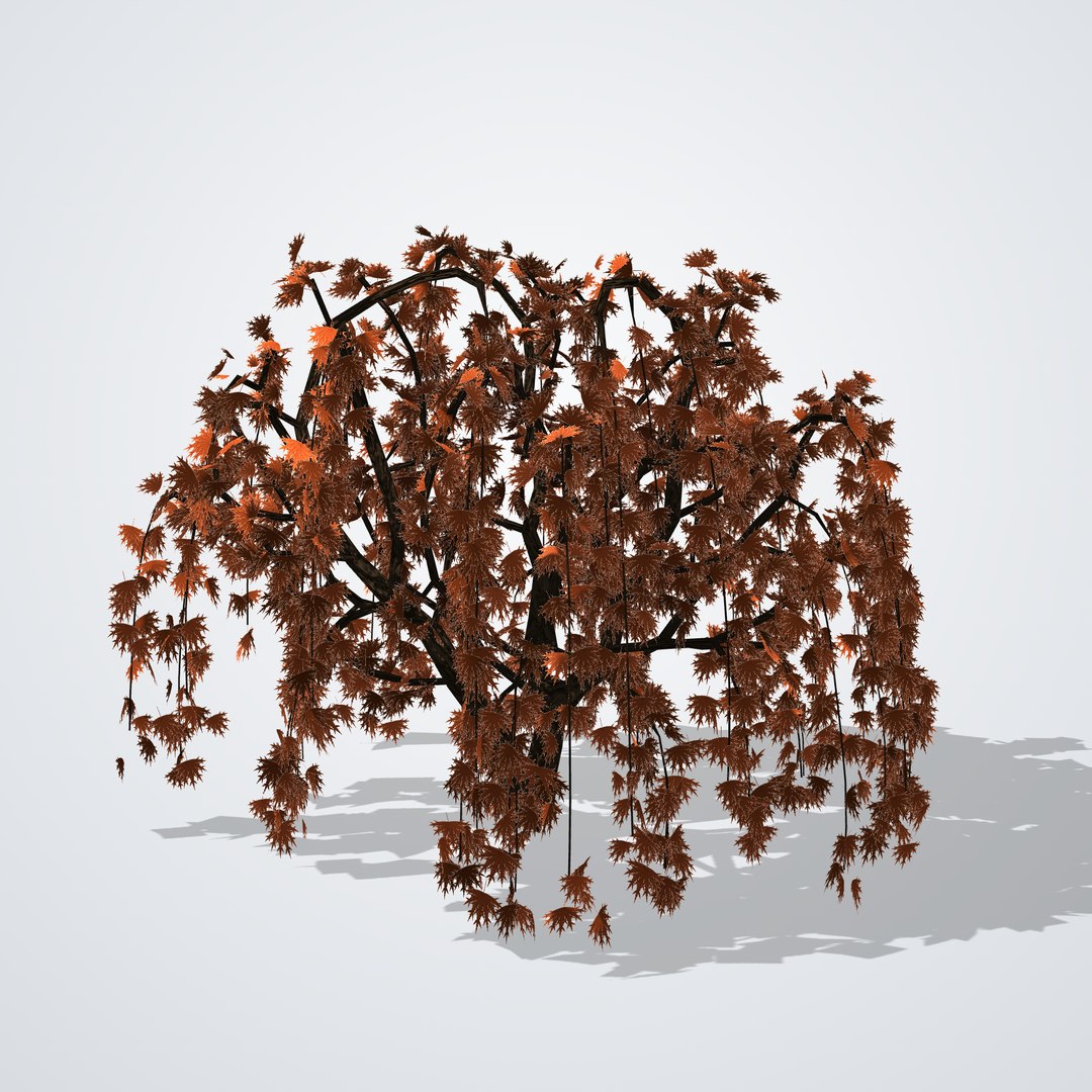 3D model Japanese Laceleaf Maple https://p.turbosquid.com/ts-thumb/V9/uJHYmp/v9/acerpalmatumdissectum_01_front/png/1790115456/1920x1080/fit_q87/e6dccd40fd7ebda13eefbb0432a4e9e08685e0ea/acerpalmatumdissectum_01_front.jpg