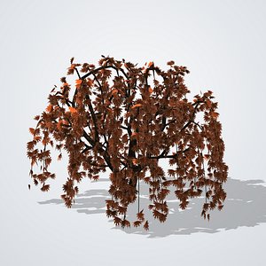 Japanese Laceleaf Maple