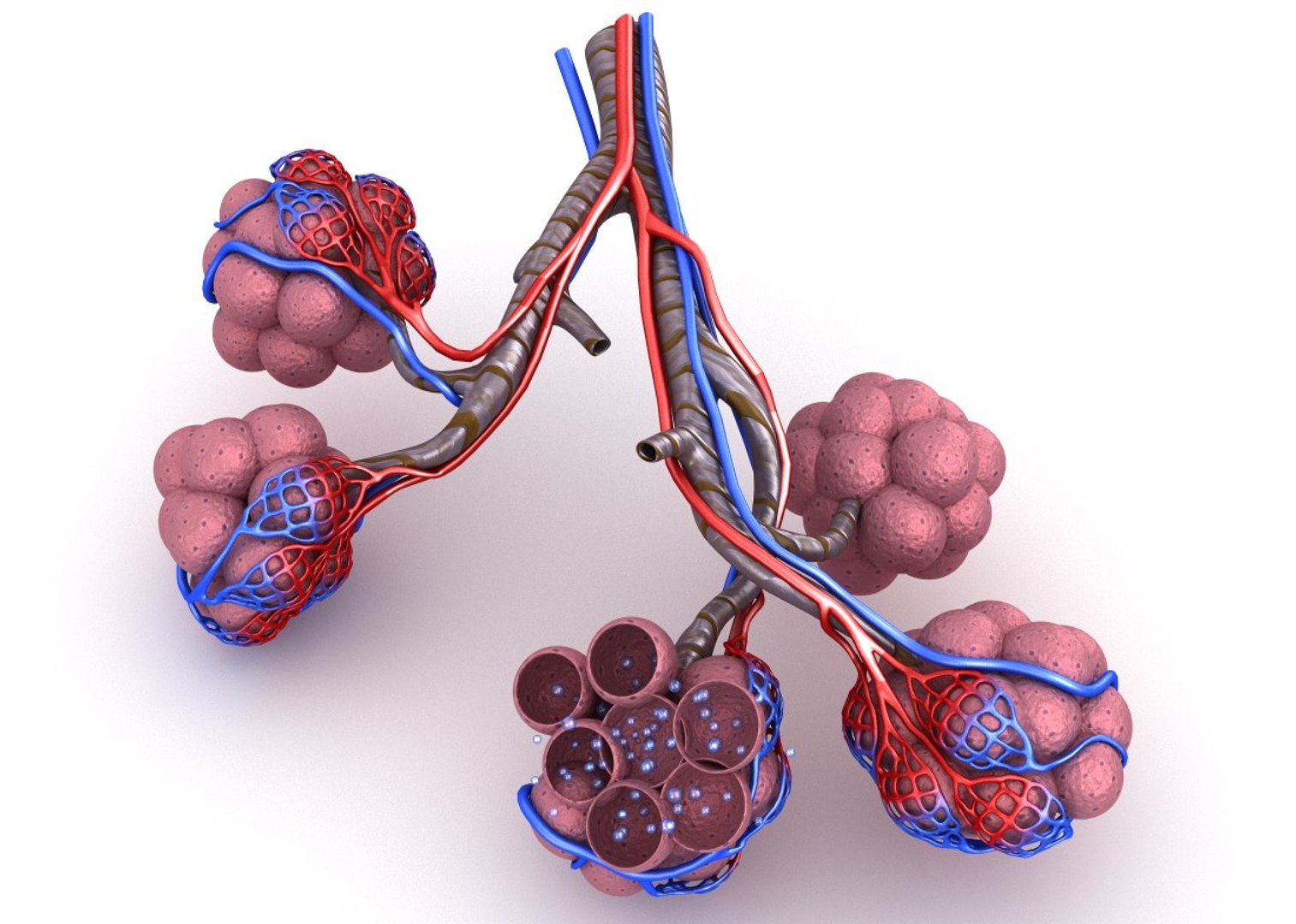 Alveoli Lungs Oxygen Model - TurboSquid 1221203