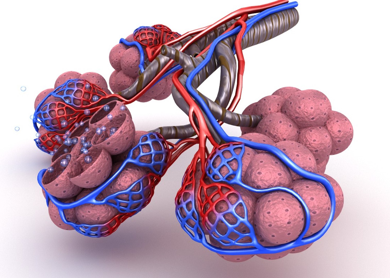 Alveoli Lungs Oxygen Model - TurboSquid 1221203