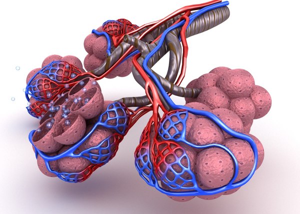 Alveoli lungs oxygen model - TurboSquid 1221203