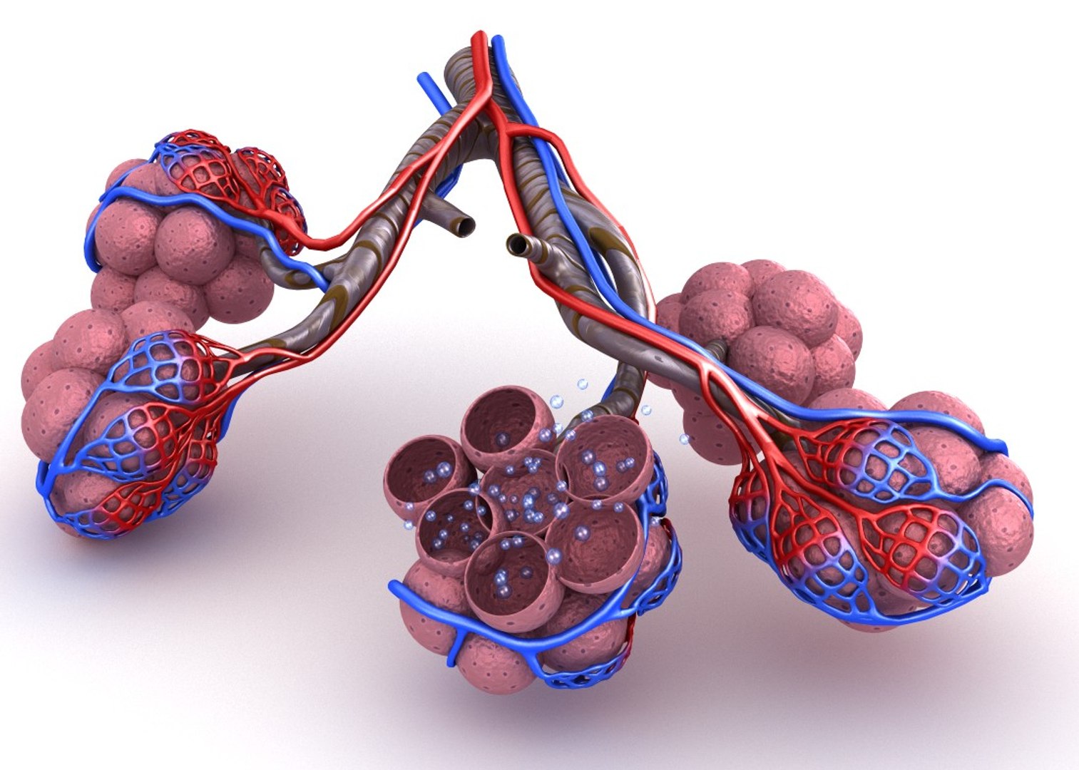 Alveoli Lungs Oxygen Model - TurboSquid 1221203